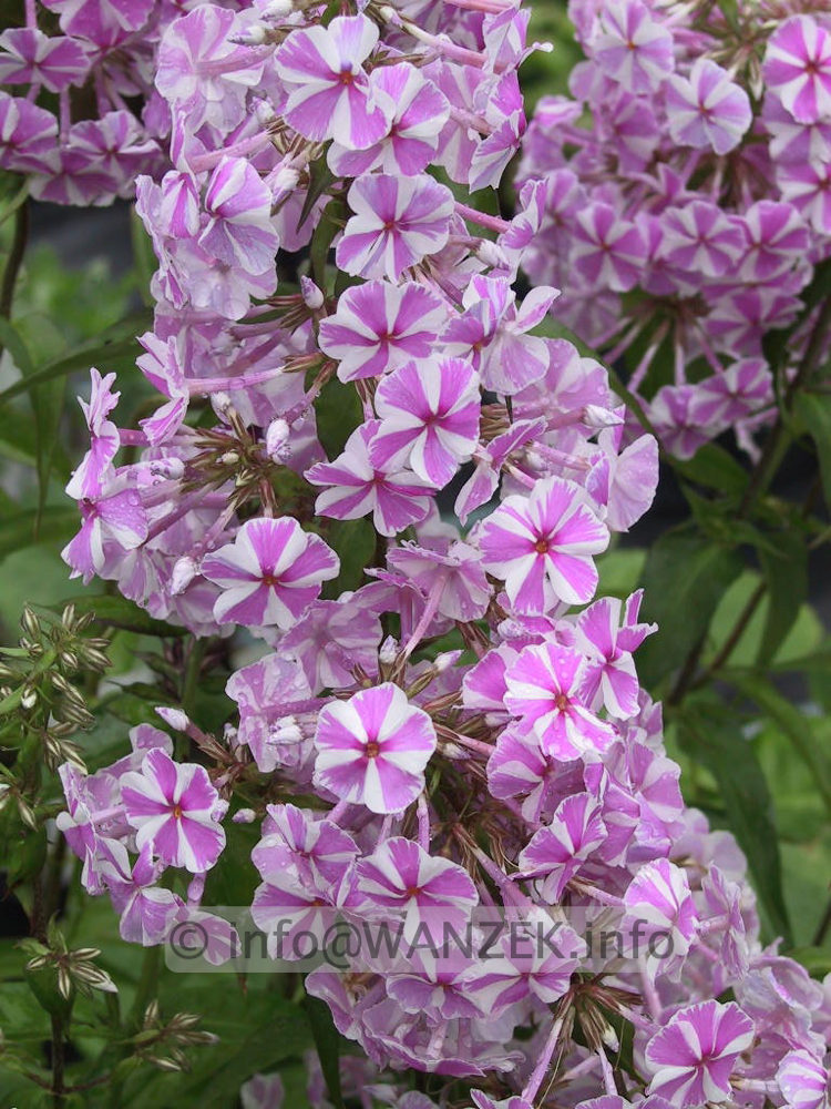 Phlox maculata Natascha 00.jpg